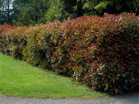How to Plant and Grow Red Tip Photinia .